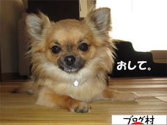 にほんブログ村 犬ブログ チワワへ