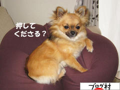 にほんブログ村 犬ブログ チワワへ