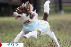 にほんブログ村 犬ブログ チワワへ