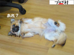 にほんブログ村 犬ブログ チワワへ