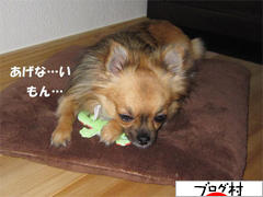 にほんブログ村 犬ブログ チワワへ