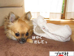 にほんブログ村 犬ブログ チワワへ