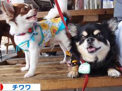 にほんブログ村 犬ブログ チワワへ