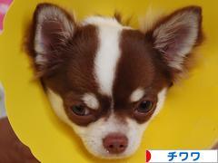 にほんブログ村 犬ブログ チワワへ