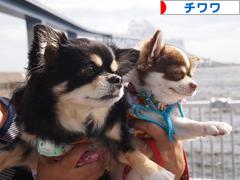 にほんブログ村 犬ブログ チワワへ