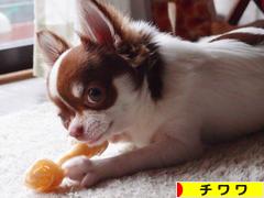 にほんブログ村 犬ブログ チワワへ