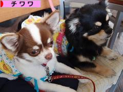 にほんブログ村 犬ブログ チワワへ