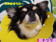 にほんブログ村 犬ブログ チワワへ