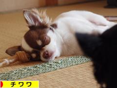 にほんブログ村 犬ブログ チワワへ
