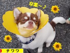 にほんブログ村 犬ブログ チワワへ