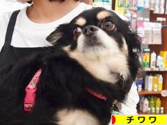 にほんブログ村 犬ブログ チワワへ