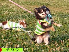 にほんブログ村 犬ブログ チワワへ
