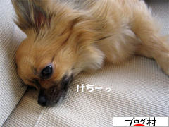 にほんブログ村 犬ブログ チワワへ