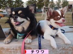 にほんブログ村 犬ブログ チワワへ