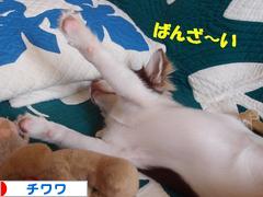 にほんブログ村 犬ブログ チワワへ