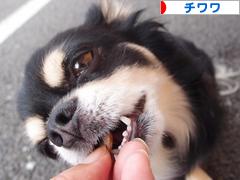 にほんブログ村 犬ブログ チワワへ