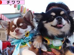 にほんブログ村 犬ブログ チワワへ