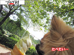 にほんブログ村 犬ブログ チワワへ