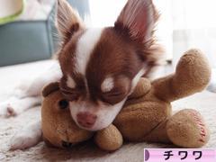 にほんブログ村 犬ブログ チワワへ