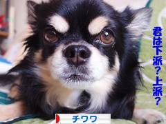 にほんブログ村 犬ブログ チワワへ