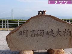 にほんブログ村 犬ブログ チワワへ