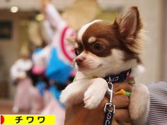 にほんブログ村 犬ブログ チワワへ