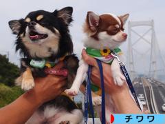 にほんブログ村 犬ブログ チワワへ
