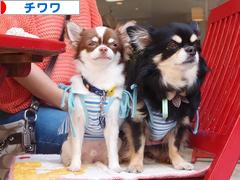 にほんブログ村 犬ブログ チワワへ