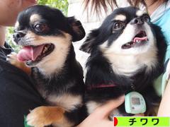 にほんブログ村 犬ブログ チワワへ