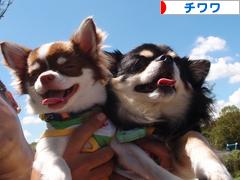 にほんブログ村 犬ブログ チワワへ