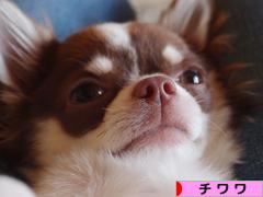 にほんブログ村 犬ブログ チワワへ