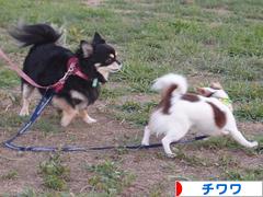 にほんブログ村 犬ブログ チワワへ