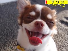 にほんブログ村 犬ブログ チワワへ