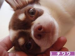 にほんブログ村 犬ブログ チワワへ
