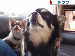 にほんブログ村 犬ブログ チワワへ
