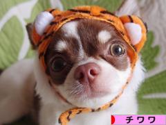 にほんブログ村 犬ブログ チワワへ