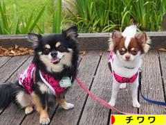 にほんブログ村 犬ブログ チワワへ