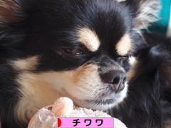 にほんブログ村 犬ブログ チワワへ
