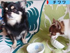 にほんブログ村 犬ブログ チワワへ