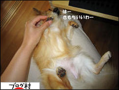 にほんブログ村 犬ブログ チワワへ