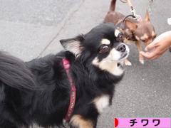 にほんブログ村 犬ブログ チワワへ