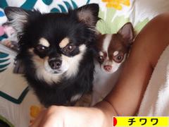 にほんブログ村 犬ブログ チワワへ