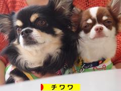 にほんブログ村 犬ブログ チワワへ