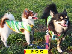 にほんブログ村 犬ブログ チワワへ