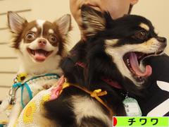 にほんブログ村 犬ブログ チワワへ