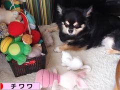 にほんブログ村 犬ブログ チワワへ