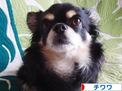 にほんブログ村 犬ブログ チワワへ