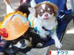 にほんブログ村 犬ブログ チワワへ