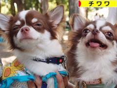にほんブログ村 犬ブログ チワワへ