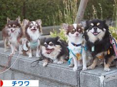 にほんブログ村 犬ブログ チワワへ